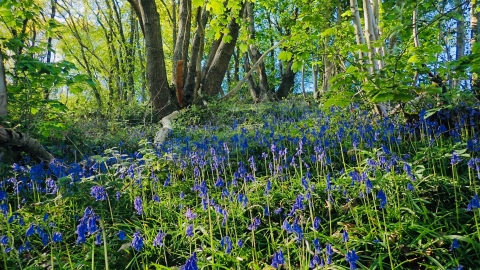 A small slope, with trees growing higher up on it, lots of green leaves and a pale blue sky just visible through the woodland. At the bottom of the hill in a more shaded area are hundreds of bluebells, small delicate flowers, with dark blue bell shaped flowerheads, that droop at the top of the stem, that carpet the woodland floor.