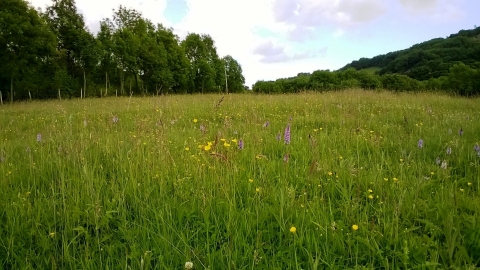 Maes Hiraddug Nature Reserve