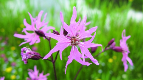 Ragged robin