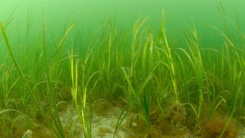 A Bed of Seagrass in a sandy patch of ocean. Long thin green blade of grass are surrounded at their base by brown algae and the sea is a cloudy but pale green around it.