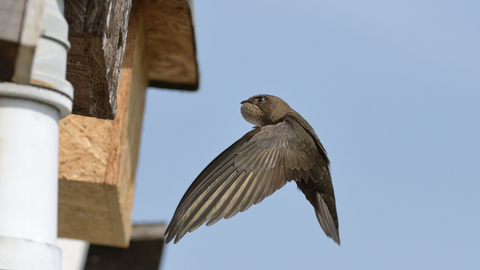 A swift (a mainly brown bird with slightly paler underside to the wings, scythe-like wings and a short forked tail) about to enter a nestbox on the side of a building.