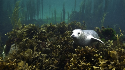 A grey seal floats centre right of the picture, just above a layer of brown seaweeds that cover all the rocks on the seabed. behind the seaweed carpet there is a drop, and rising from deeper water there are large strands of kelp and similar seaweeds creating a dense forest like appearance in the background, but all tinted blue and slightly hazy as the visibility lowers at greater distance.