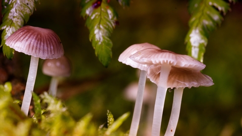 A delicate species of bonnet fungi, with pale almost translucent white stems, and dark pink radial stripes on the cap, which varies from nearly flat to a hemisphere among the small group visible. They are set in a dark section of woodland floor, surrounded by mosses and leaves.
