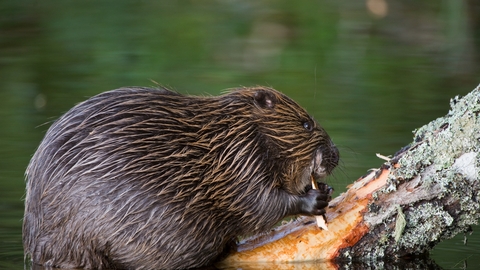 Beaver on log by Allard Martinius