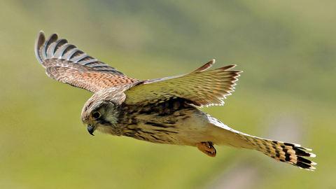 A kestrel hovering above a grassland. It's a fairly small bird of prey, with brown wings and a creamy body with dark streaks down the breast.