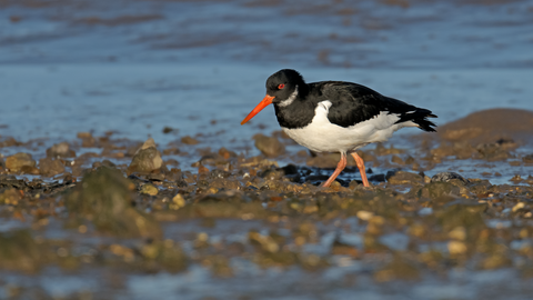 An oystercatcher, a bird with distinctive black and white body, and red bill, standing on small stones out on the water. 