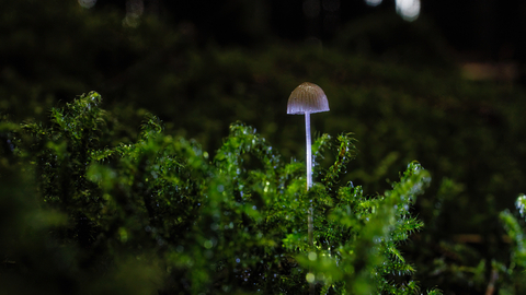A close up of a tiny bonnet fungi sat in moss. The fungi has a glowing white- blue stem, and bottom edge to the cap, with a brown and white ridged, dome shaped cap. The moss is a vibrant deep green, and the surrounding area is faded in darkness.