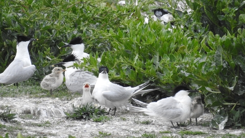 Sandwich terns with their chicks