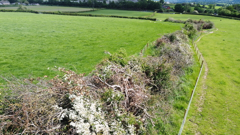 A hedgerow boundary between 2 fields, 6 months after laying. Some parts are bare branched and sparse, others are more dense and patches of small white flowers are in bloom along the length of the hedgerow.