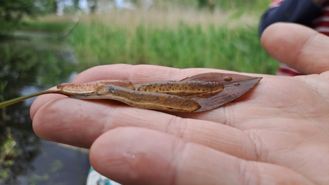 A close up of a person holding a leaf with snail eggs attached to it. The egg casings are long thin and transparent, like worms made of jelly, with small brown dots throughout. Each brown dot is a tiny snail growing. The leaf and hand are wet, and in the background is a pond where the snail eggs were found.