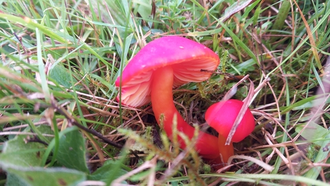 Waxcap fungi Eithinog 