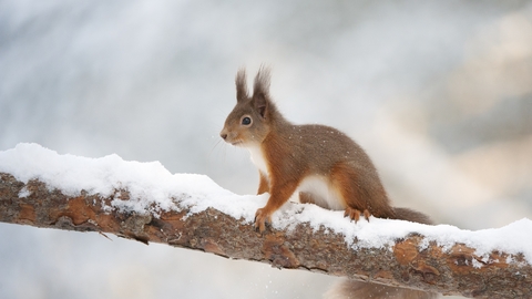 A red squirrel sits on a tree branch in the snow in winter. The colour of the branch and snow match almost exactly the squirrels red-brown coat and white underside.