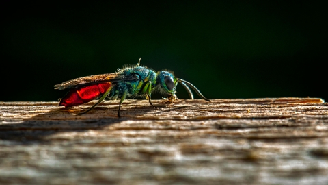 Ruby-tailed wasp