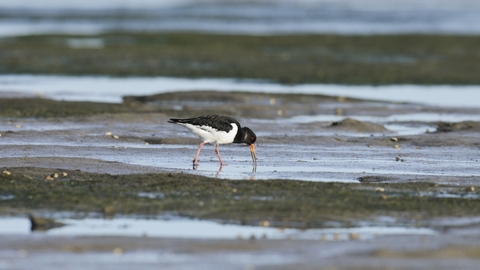 Oystercatcher looking for a meal