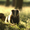 Badger © Andrew Parkinson/2020VISION