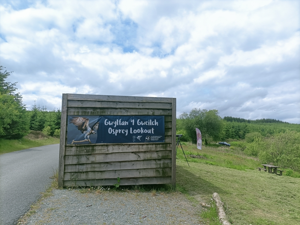 Ospreys at Llyn Brenig | North Wales Wildlife Trust