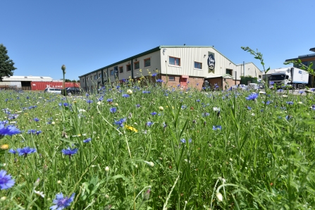 Village Bakery wildflower meadow