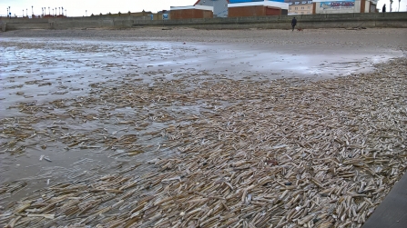 Razor shells at Rhyl