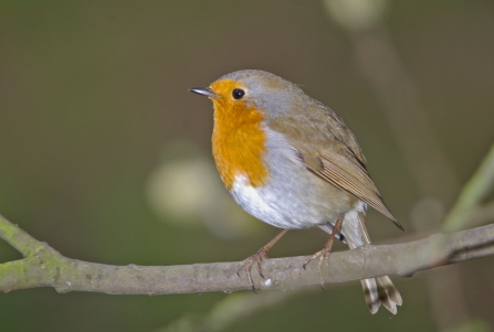 Robin