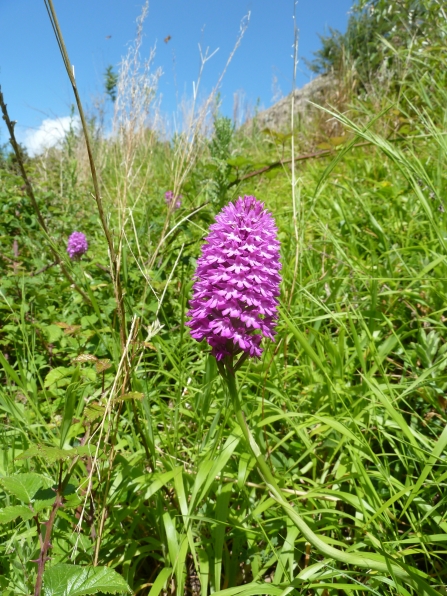 Pyramidal orchid