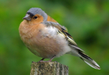 Chaffinch