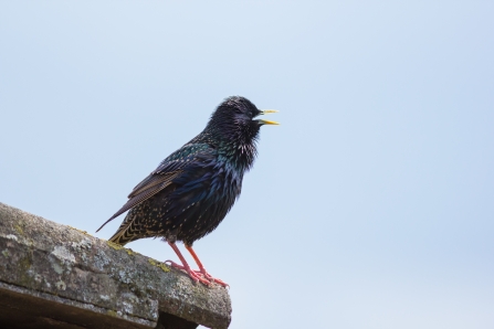 starling