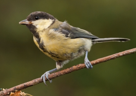 great tit