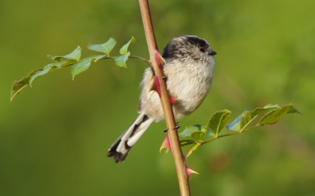 long-tailed tit