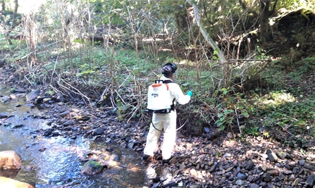 Japanese knotweed Treatment