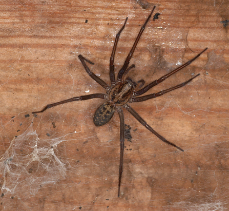 Living with spiders | North Wales Wildlife Trust