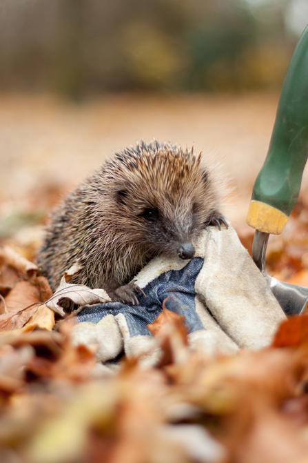 hedgehog