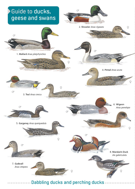 How to identify diving ducks | North Wales Wildlife Trust