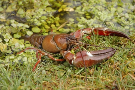 American signal crayfish