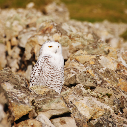 Snowy owl