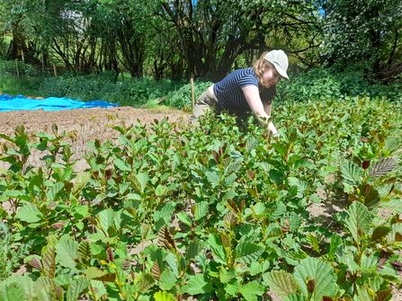 Tree Nursery Maintenance 