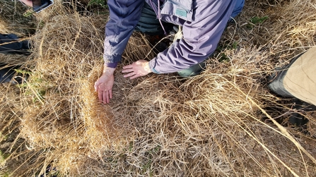 Harvest mouse nest in a tussock of grass