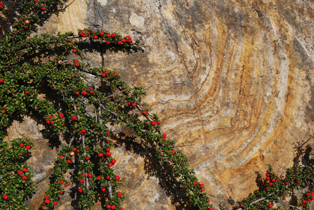 Cotoneaster