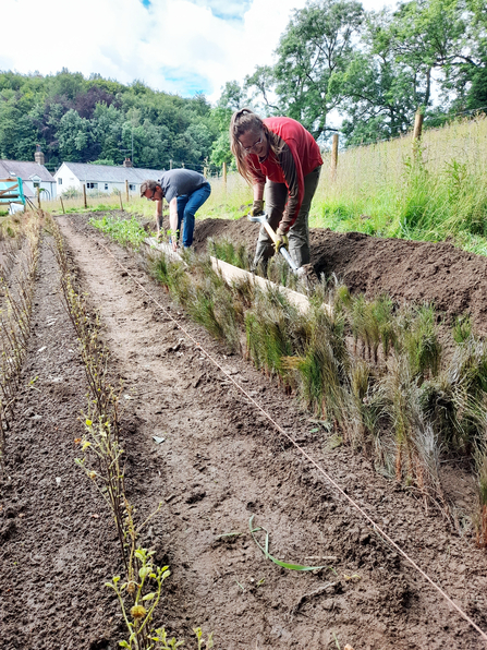 Volunteers Gareth Jones (Left) and Rhiannon Bartly (Right) planting using the lining-out board planting system