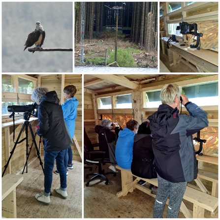 Osprey Hide