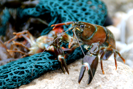 American signal crayfish (Pacifastacus leniusculus)