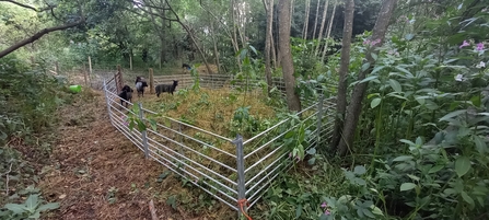 Conservation Grazing Pilot with Hebridean Sheep tackling Himalayan balsam