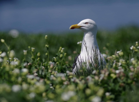 A photo of a white herring gull amongst a field of flowers