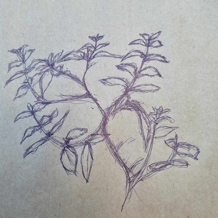 A sketch of a plant by Lee Green