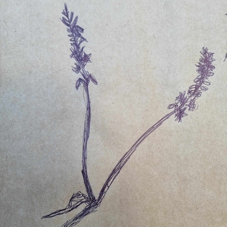 Sketching of a plant drawn by Lee Green