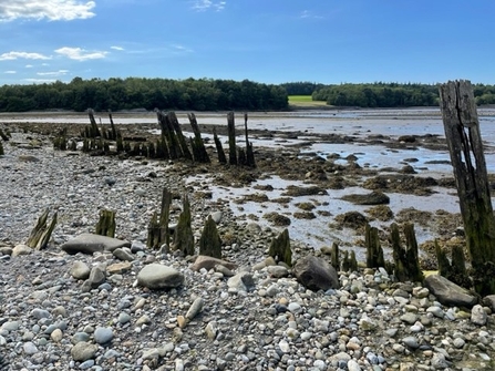 A photo of the wooden beams found on the shoreline of the Spinnies Aberogwen Nature Reserve