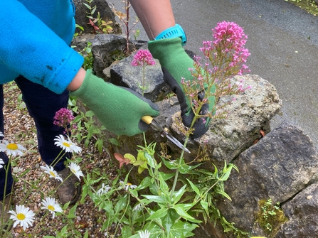 Deadheading plants to stop seed dispersal