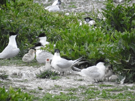 Sandwich terns with their chicks