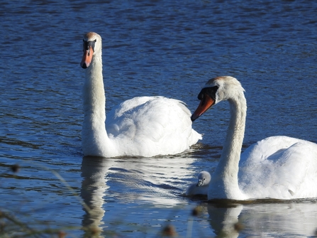 cygnets