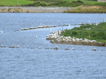 Cemlyn lagoon terns