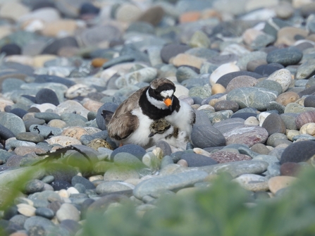 Ringed plover and chick